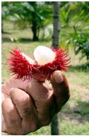 fruto